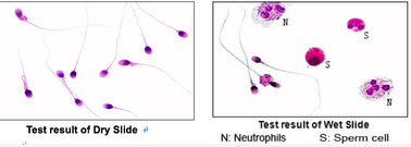 Blood Cell Morphology Test Pre Stained Slides