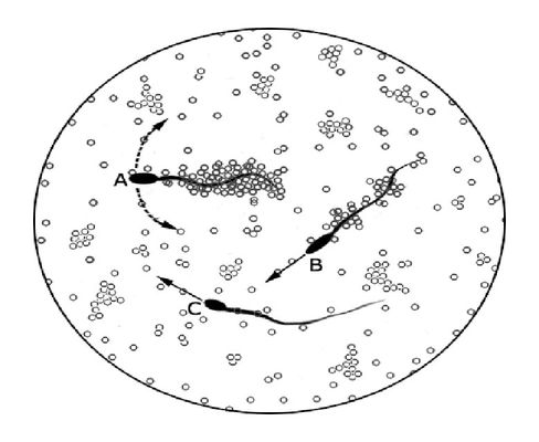 Anti Sperm Antibody IgG Test Kit MAR AsAb For Immunological Infertility